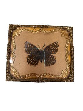 Antique Ornate Gold Frame Preserved Butterfly Display 3" Miniature Wall Hanging